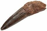 Fossil Spinosaurus Tooth - Real Dinosaur Tooth #225510-1